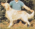 Setter Anglais BAAL DU GRAND BERGOIN Setter Anglais BAAL DU GRAND BERGOIN